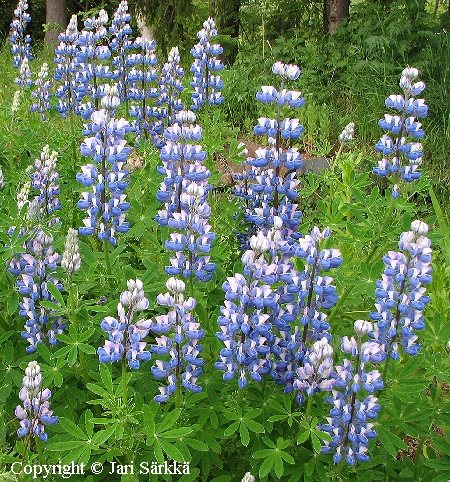 Alaskanlupiini - alaskalupin, sandlupin - Lupinus nootkatensis